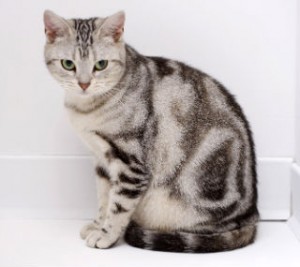 american shorthair cat breed