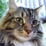Maine-Coon-Cat-cats-35527482-2560-1920